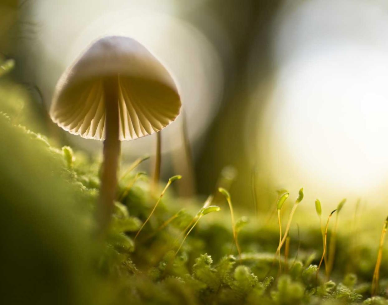 游戏技术支持与个人信息安全的关系:保护好自己的身份