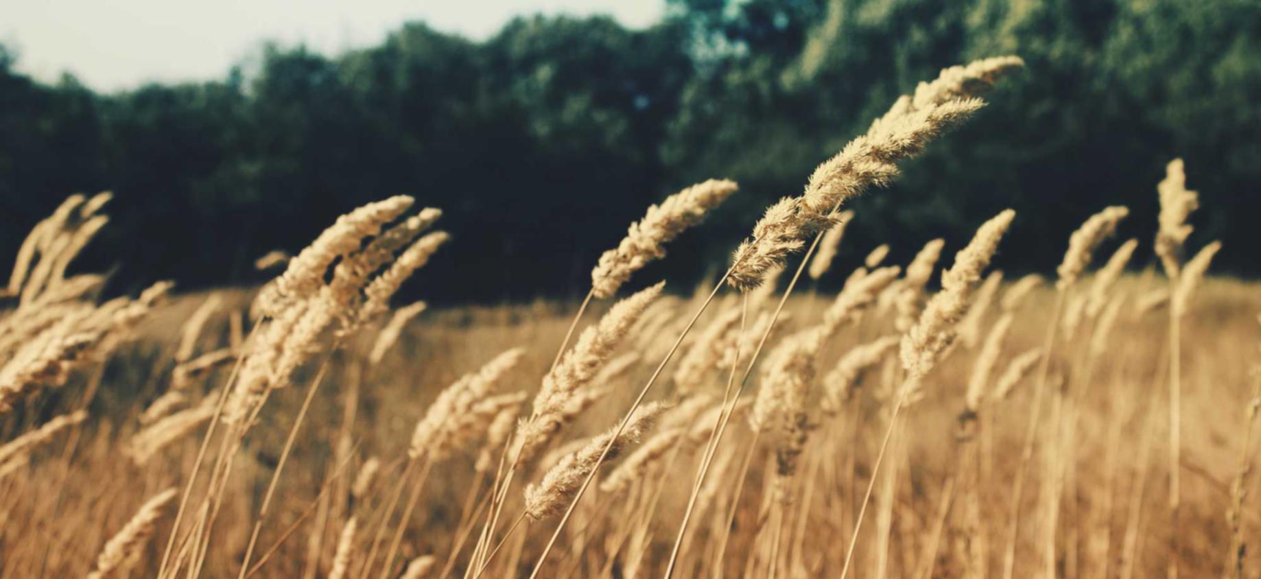 阿里山白大华:新注册淘宝账号等级怎么看