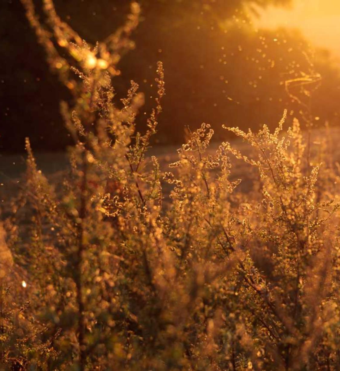 网易严选可以代理商平台吗