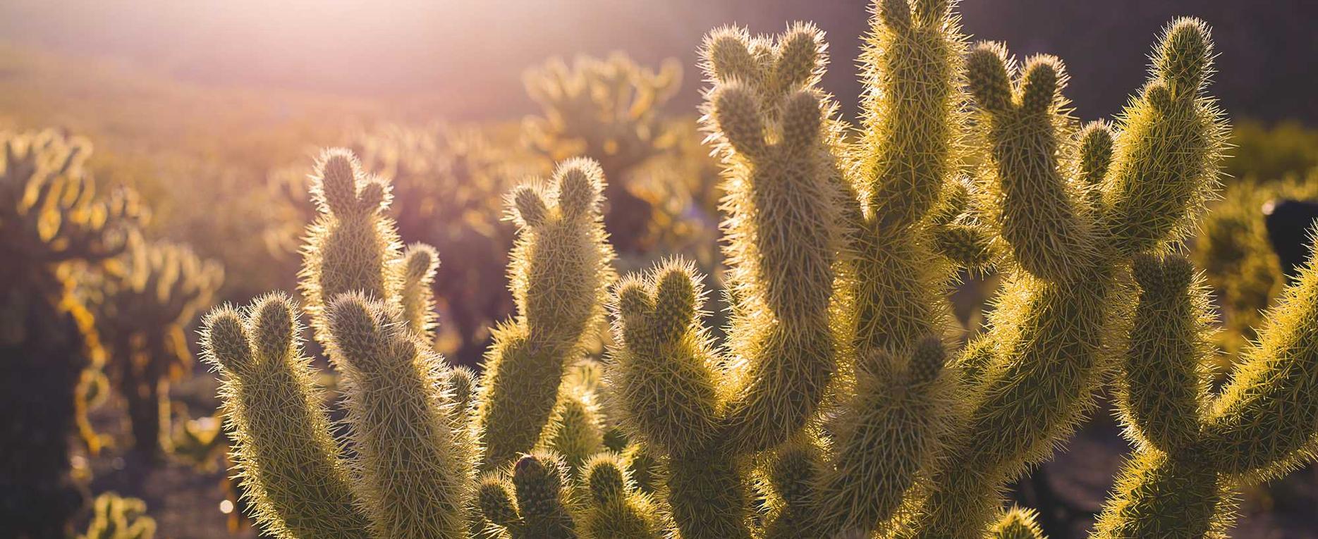 利用短信营销快速获取更多客户