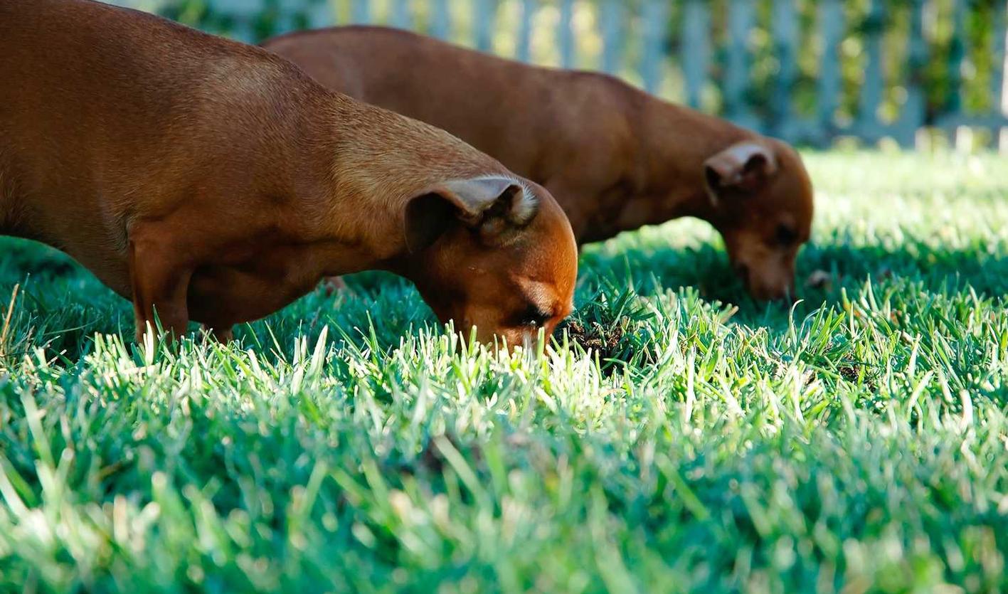 DDOS压力测试|小公司和大公司在黑客攻击中的脆弱性