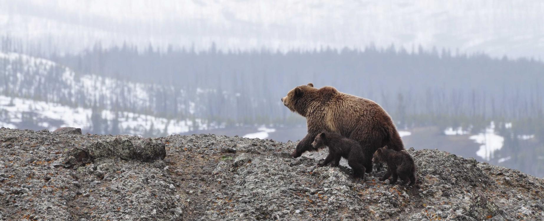 京东实名账号：也买酒app详情下载教程
