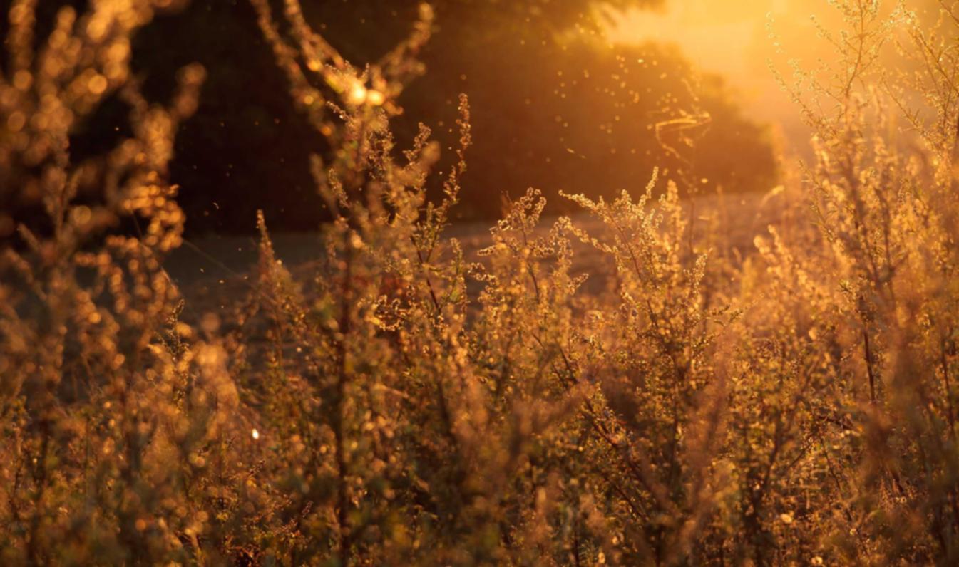 DDOS攻击|捕鱼平台哪里购买