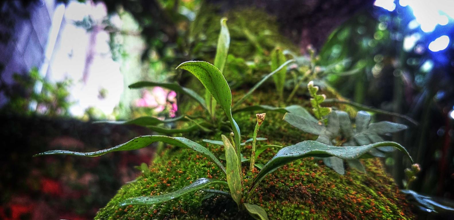 缅甸忠告图七星蓝莓：手表钢带购买平台