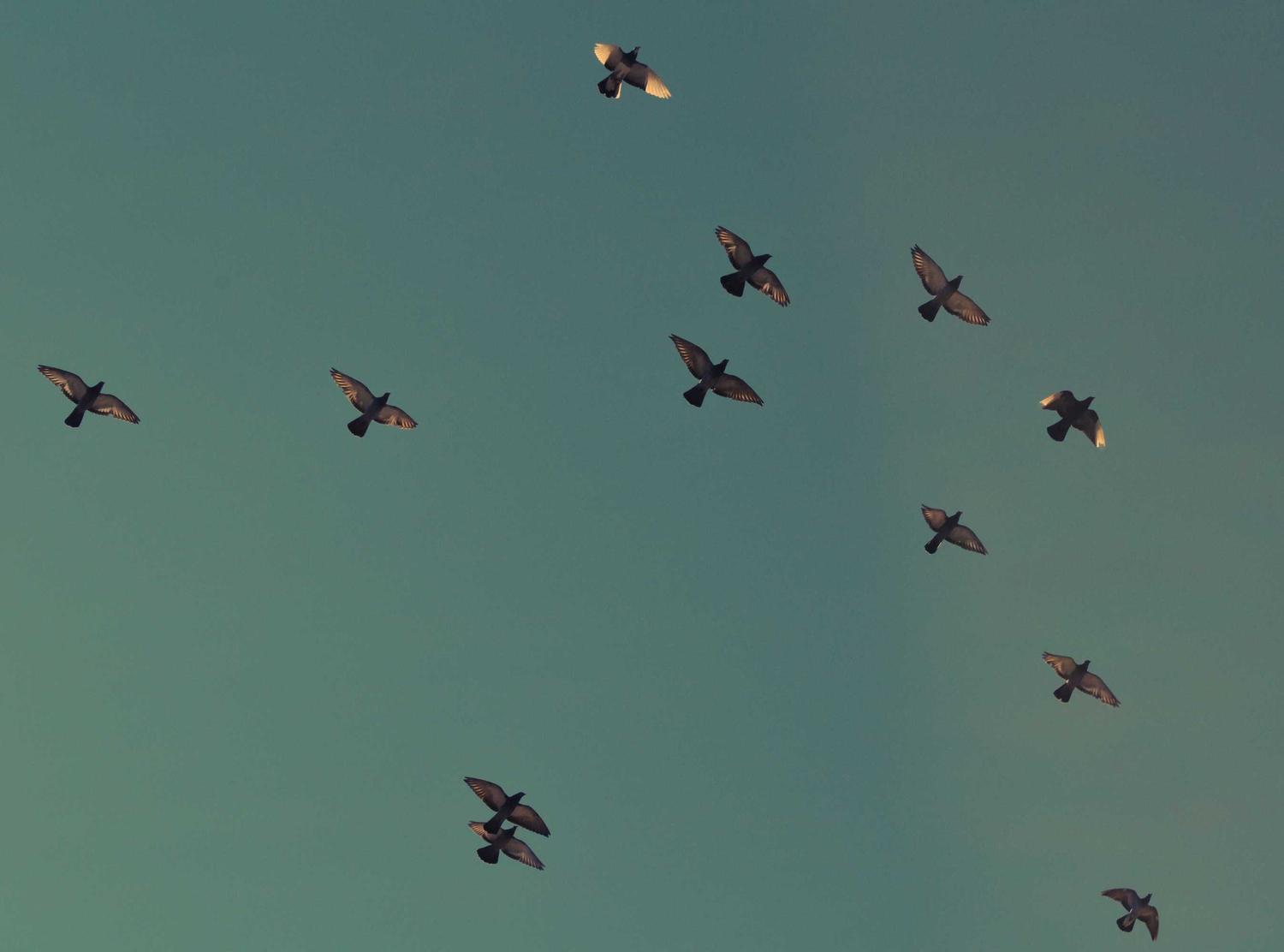 莱智智能app详情下载教程