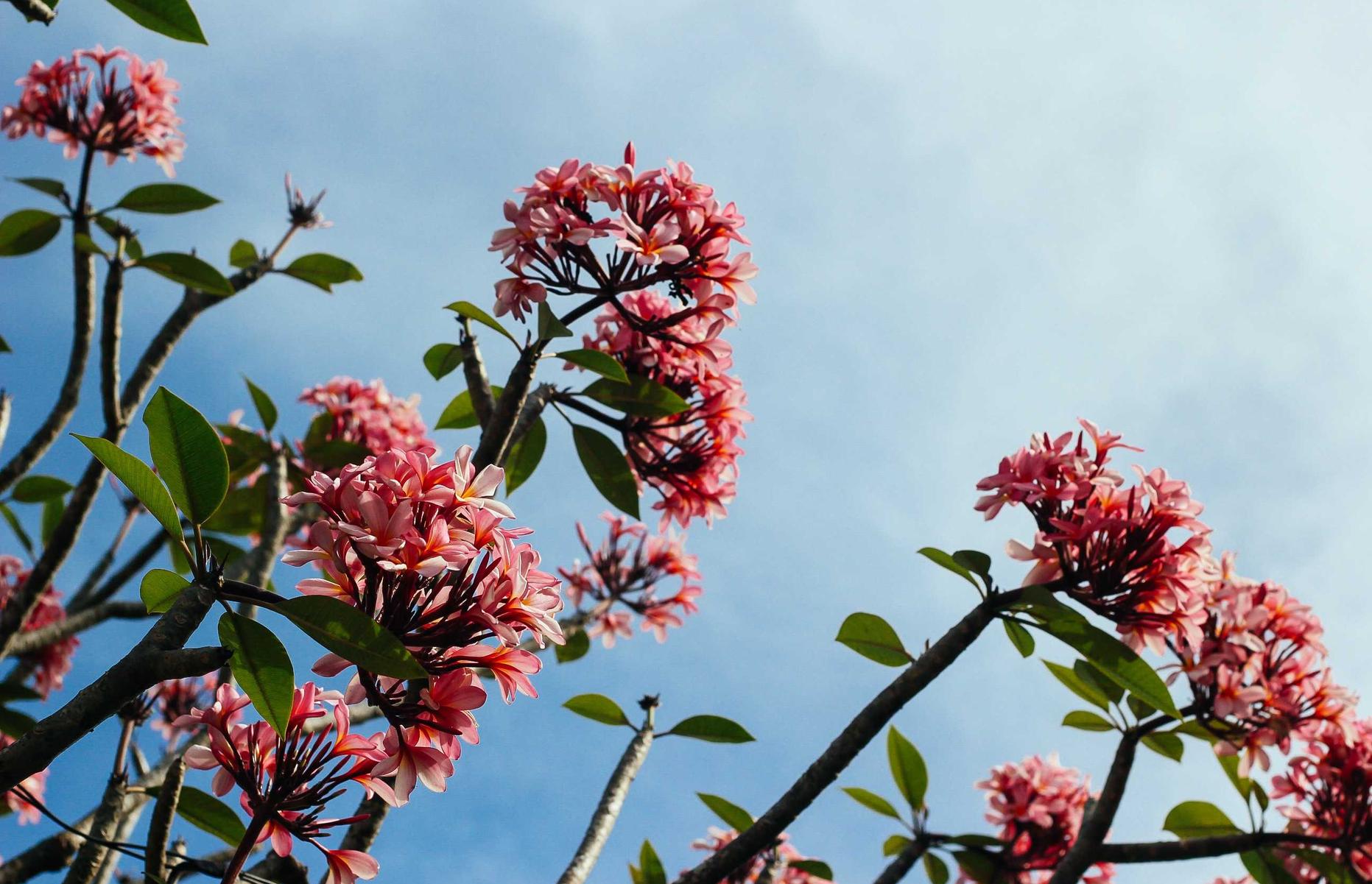 中超风云2：男生花束购买平台